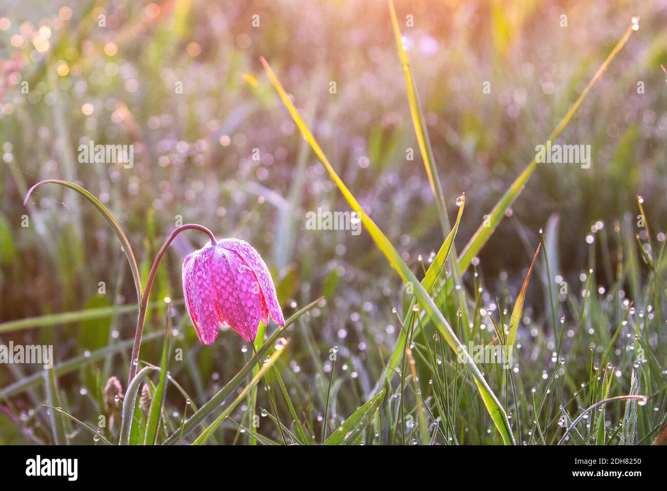 common fritillary, snake's-head fritillaria (Fritillaria meleagris), blooming in a wet meadow, Netherlands Stock Photo