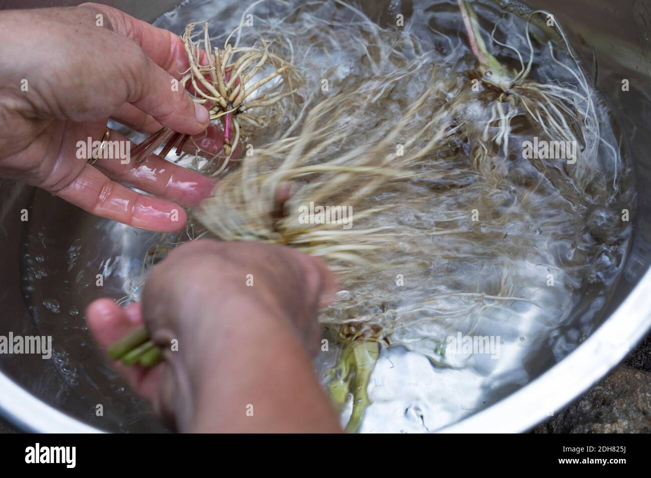 common valerian, all-heal, garden heliotrope, garden valerian (Valeriana officinalis), valerian roots are collected and cleaned, Germany Stock Photo