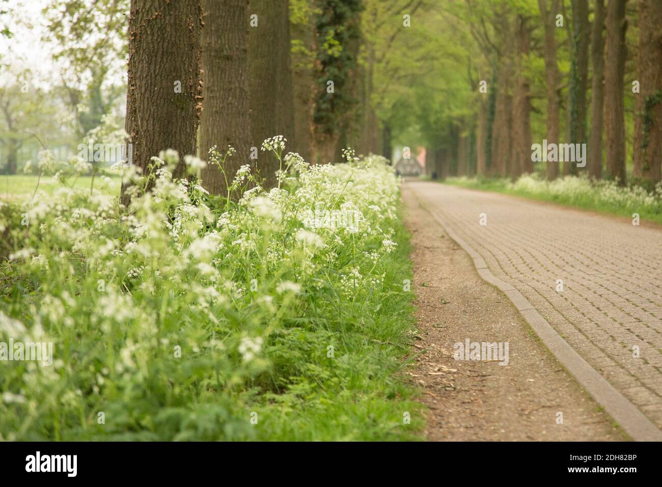 cow parsley, wild chervil (Anthriscus sylvestris), blooming along an alley, Netherlands, Twente Stock Photo