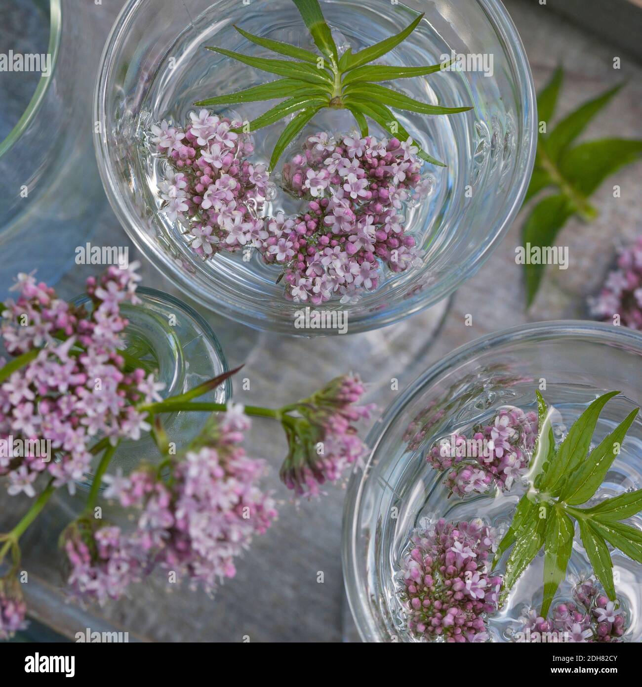 common valerian, allheal, garden heliotrope, garden valerian