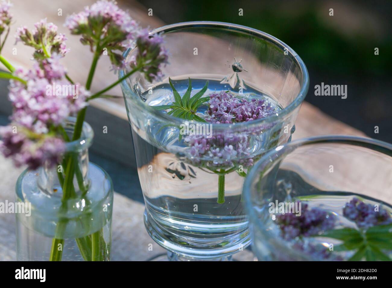common valerian, all-heal, garden heliotrope, garden valerian (Valeriana officinalis), extraction of valerian flowers in cold water, Germany Stock Photo