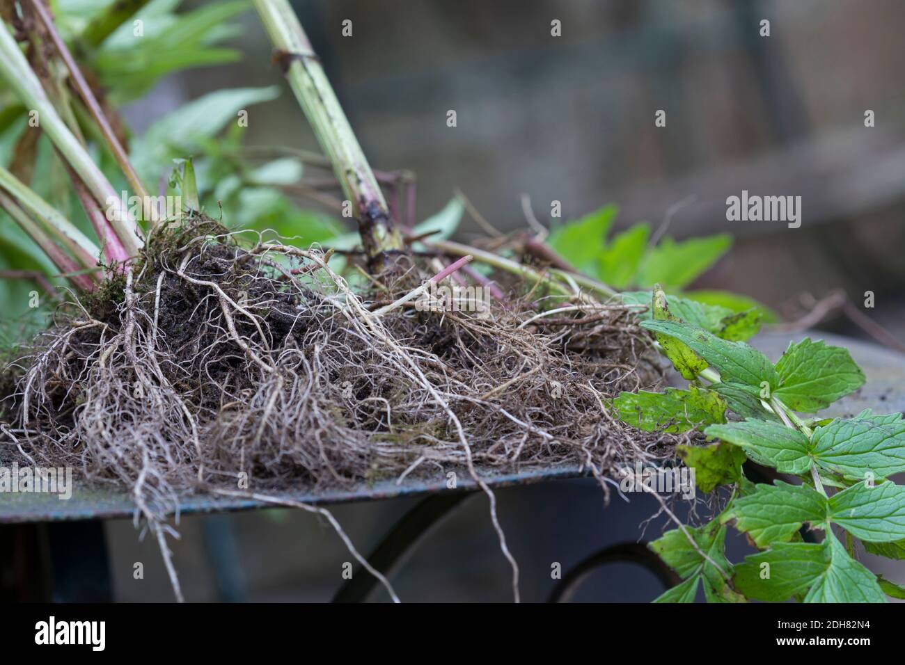 Valeriana officinalis root hi-res stock photography and images - Alamy
