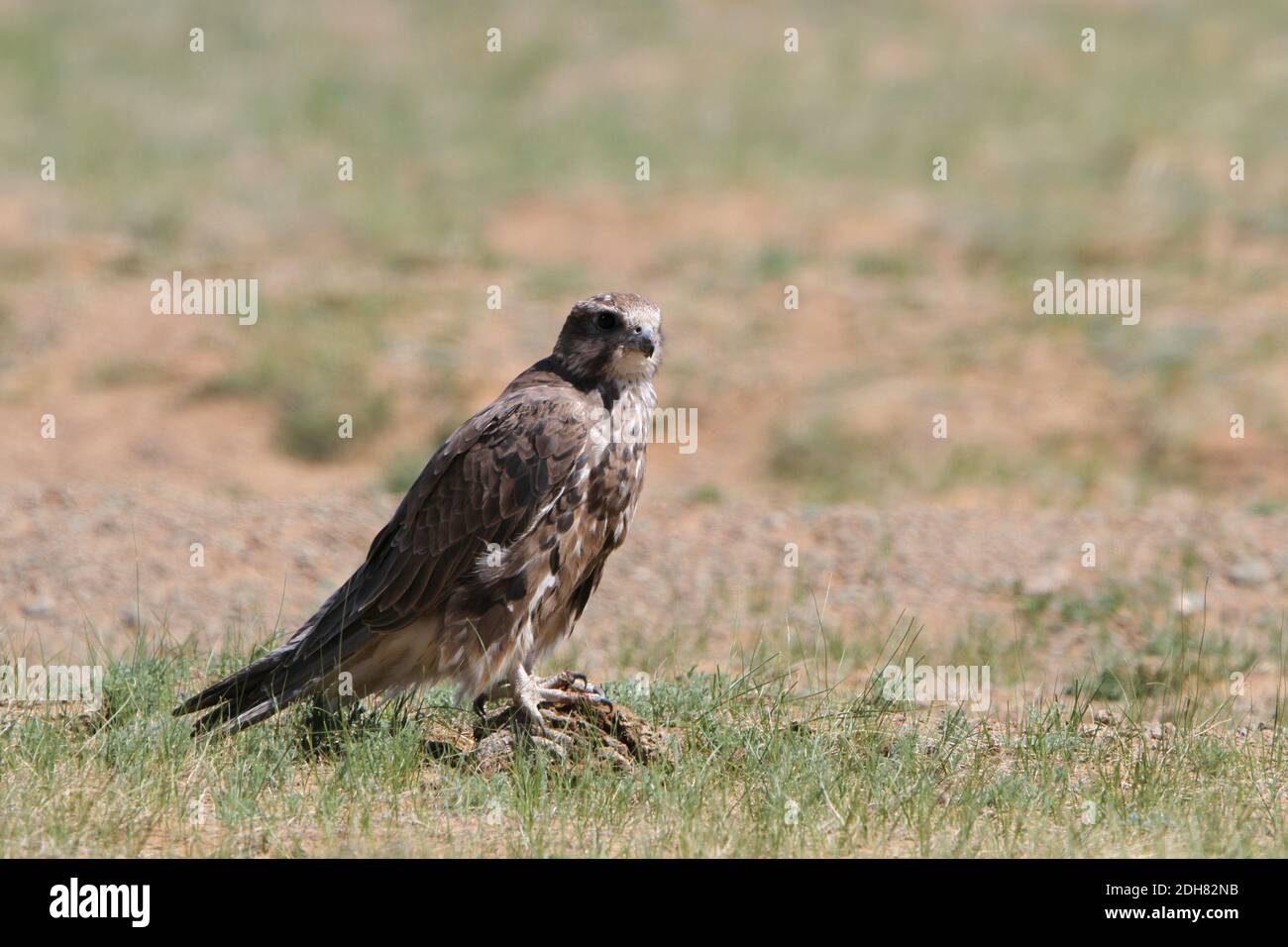 Falcon standing hi-res stock photography and images - Alamy