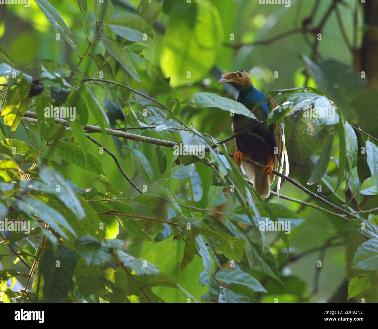 wallace's standardwing (Semioptera wallacii), male perched in a tree