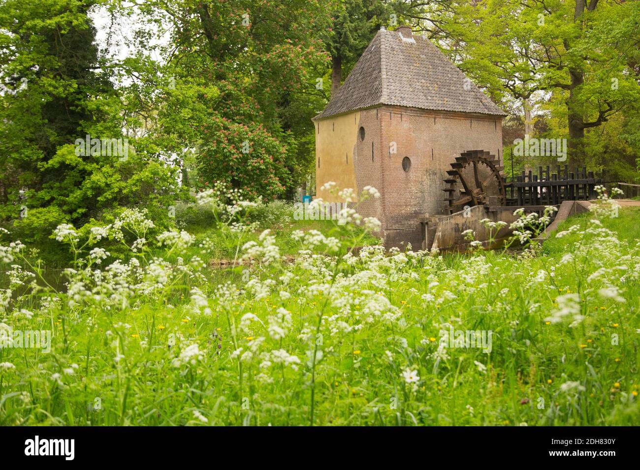 cow parsley, wild chervil (Anthriscus sylvestris), blooming in front of an old water mill, Netherlands, Twente Stock Photo