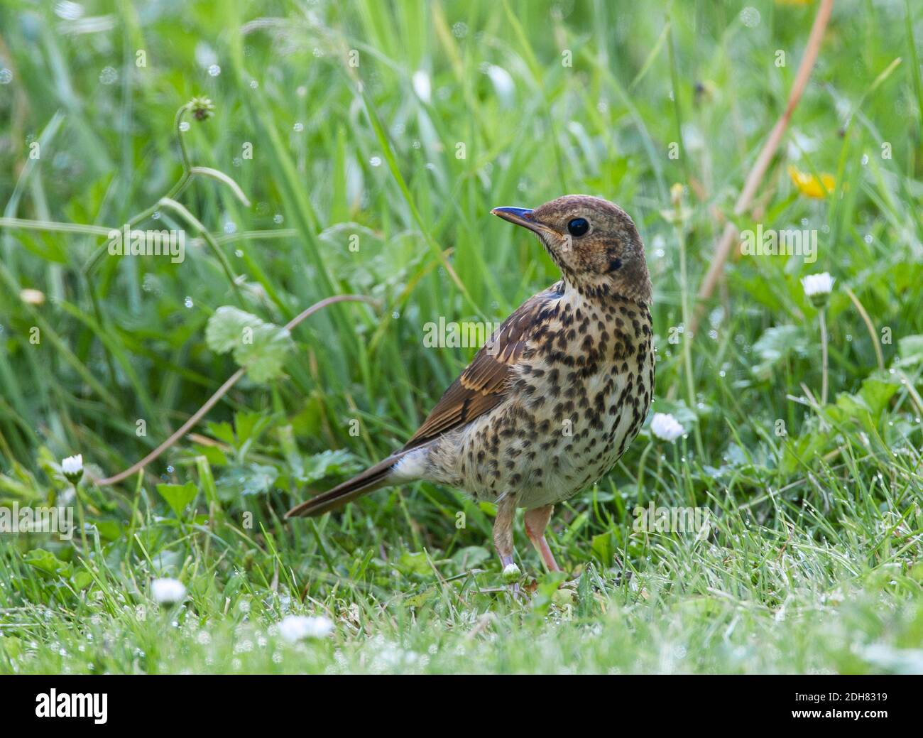 song thrush (Turdus philomelos), Juvenile feeding on a lawn, looking over its shoulder, Netherlands Stock Photo