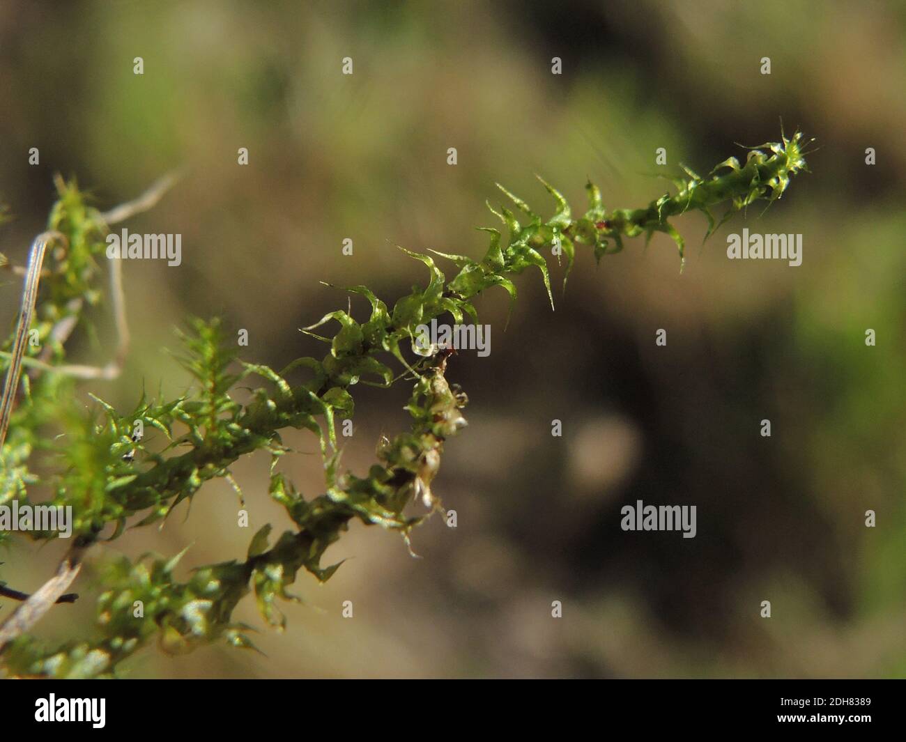 Springy turf-moss, Square goose neck moss (Rhytidiadelphus squarrosus), branchlet, Germany, North Rhine-Westphalia Stock Photo