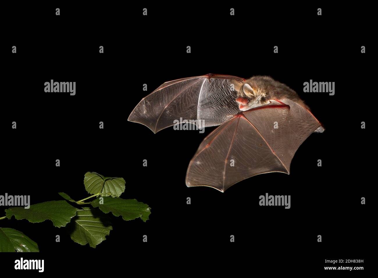Natterer's bat (Myotis nattereri), in flight in the night, France Stock Photo