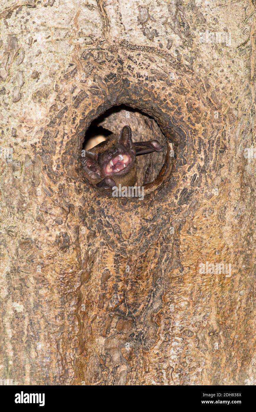 noctule (Nyctalus noctula), calling from tree hole, Netherlands Stock Photo