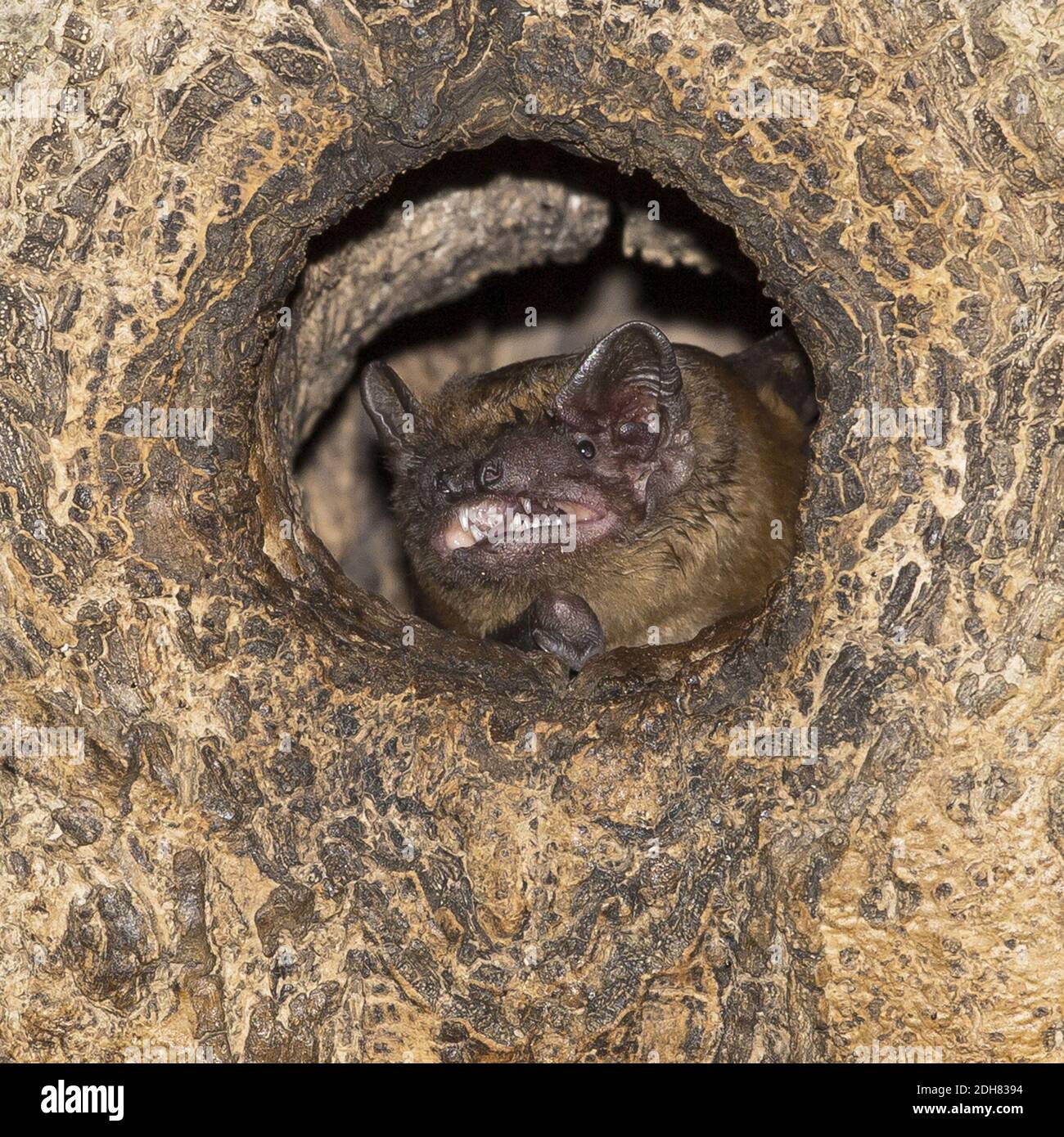 noctule (Nyctalus noctula), calling from tree hole, Netherlands Stock Photo