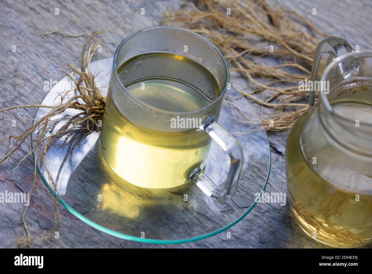 common valerian, all-heal, garden heliotrope, garden valerian (Valeriana officinalis), selfmade valerian tea with roots, Germany Stock Photo