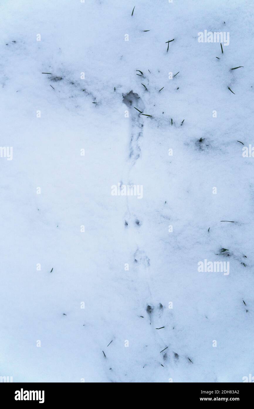 wood mouse, long-tailed field mouse (Apodemus sylvaticus), Trail of woodmous in snow, Netherlands Stock Photo