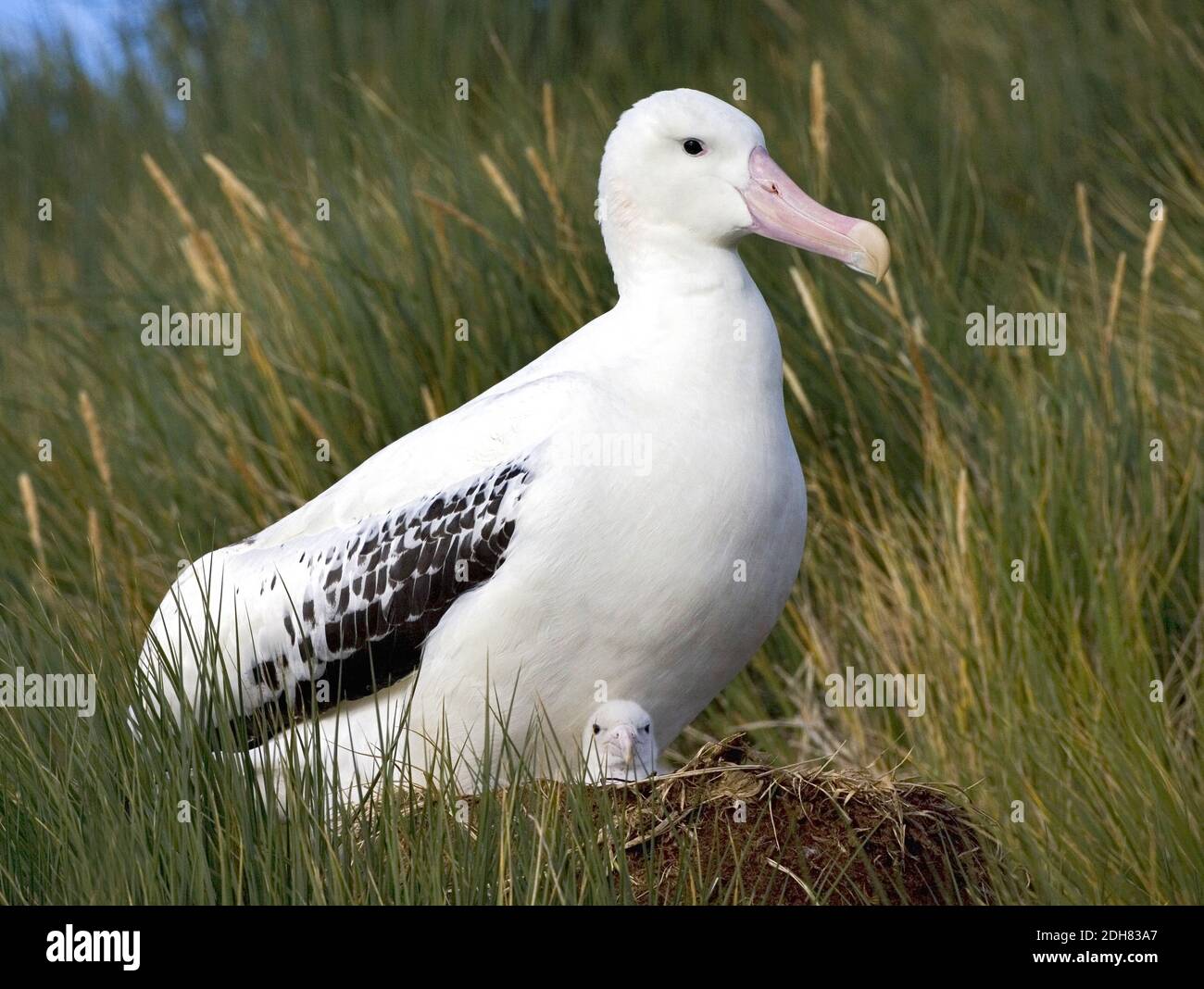 Wandering Albatros, Snowy Albatross (Diomedea exulans), adult with chick in the nest, Suedgeorgien Stock Photo