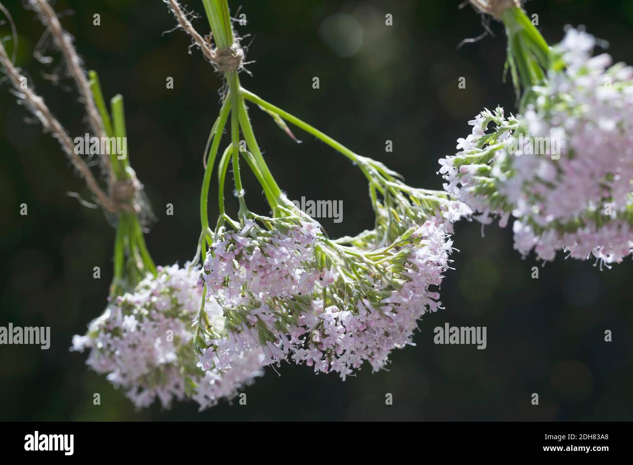 common valerian, all-heal, garden heliotrope, garden valerian (Valeriana officinalis), harvesting of valerian, Germany Stock Photo