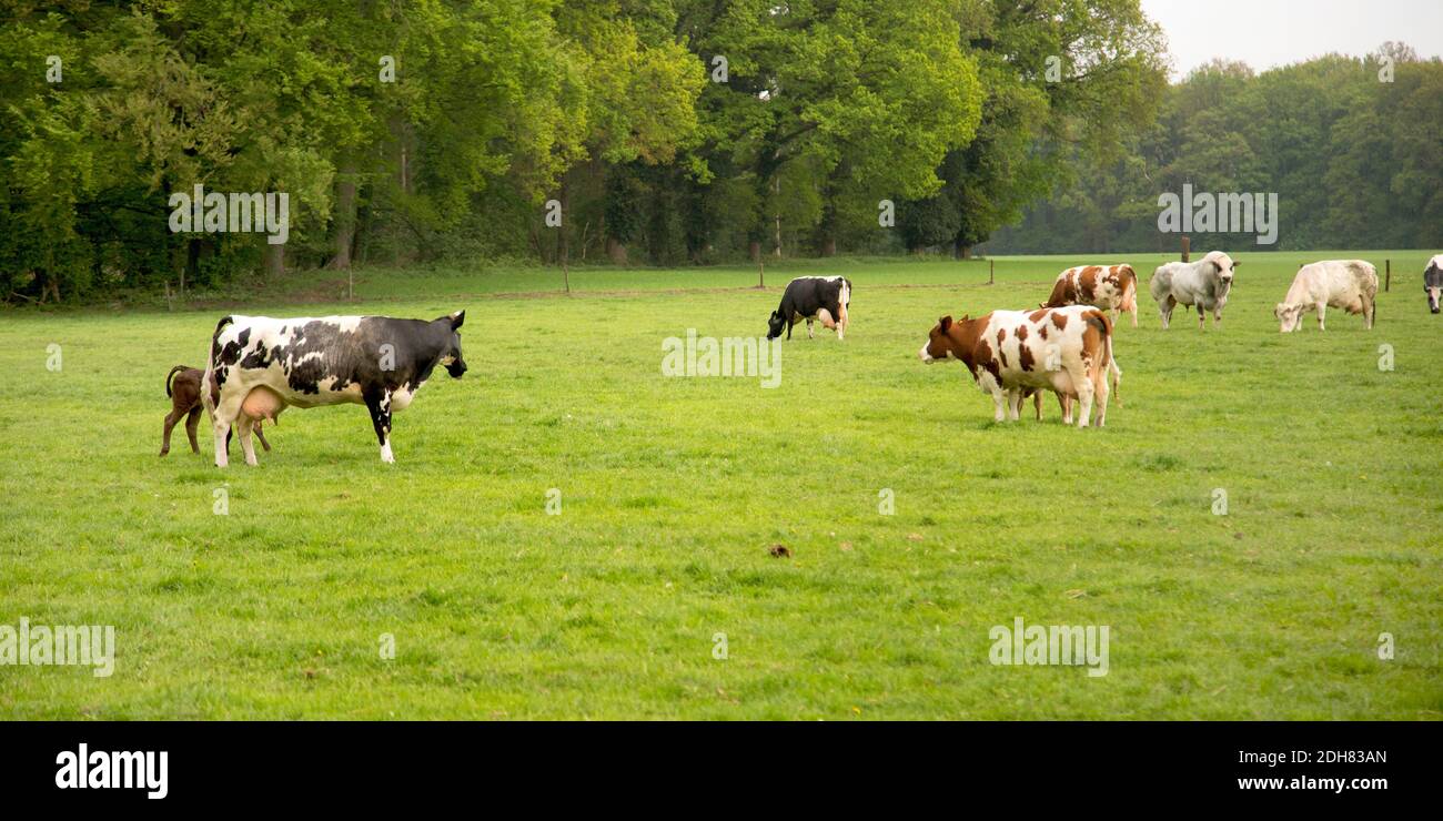 domestic cattle (Bos primigenius f. taurus), grazing herd, Netherlands, Twente Stock Photo
