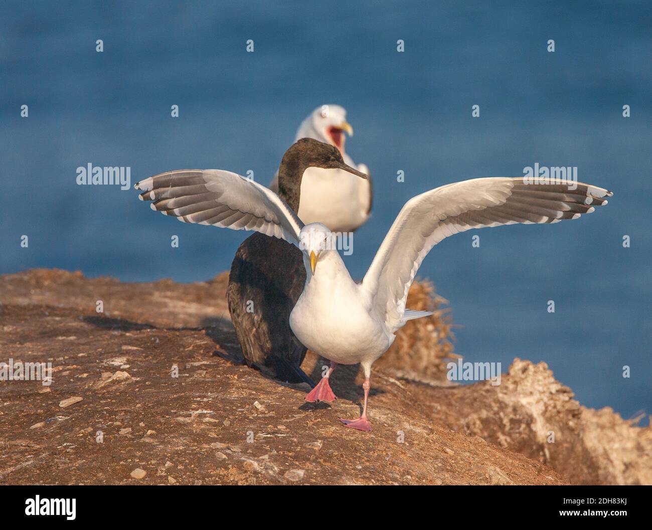 slaty-backed gull (Larus schistisagus), adult showing string of pearls on tips of under wings just after landing, Japan, Hokkaido Stock Photo