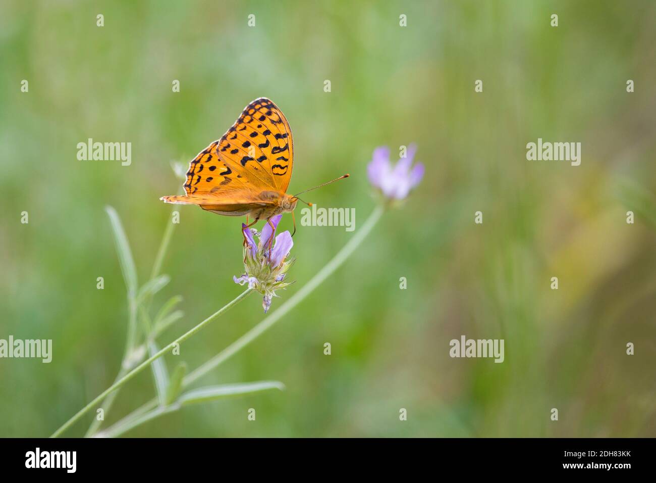 silver-washed fritillary (Argynnis paphia), sits on an inflorescence, France Stock Photo