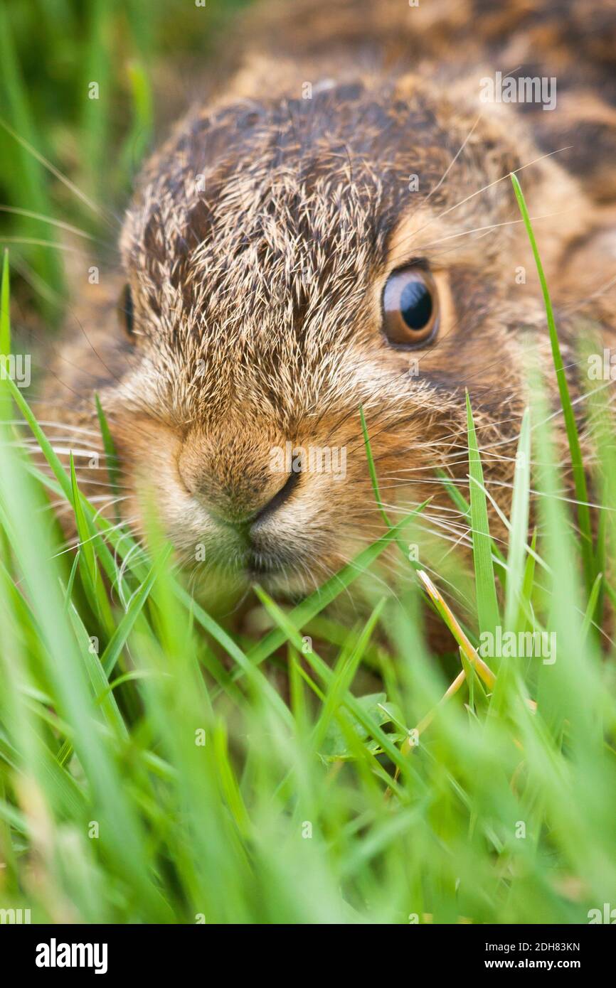 European hare, Brown hare (Lepus europaeus), little hare on grass, portrait, Netherlands Stock Photo