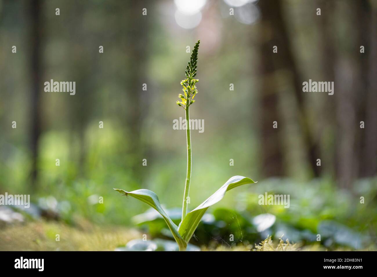 common twayblade, egg-leaf twayblade (Neottia ovata, Listera ovata), blooming, Germany, Bavaria Stock Photo