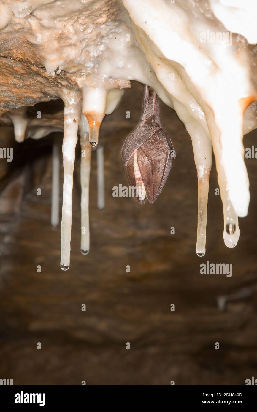 Lesser horseshoe bat (Rhinolophus hipposideros), hibernates at a stalactite cave, France Stock Photo