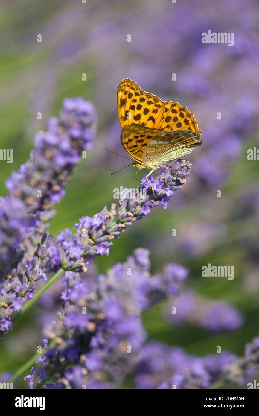 silver-washed fritillary (Argynnis paphia), on lavender, France Stock Photo