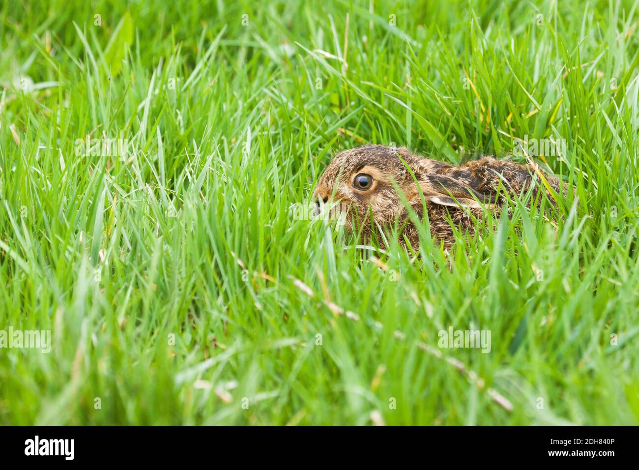 European hare, Brown hare (Lepus europaeus), little hare on grass, side view, Netherlands Stock Photo