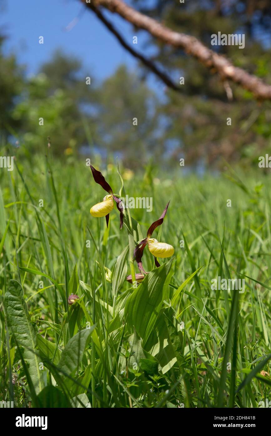 Lady's slipper orchid (Cypripedium calceolus), blooming, Germany Stock Photo