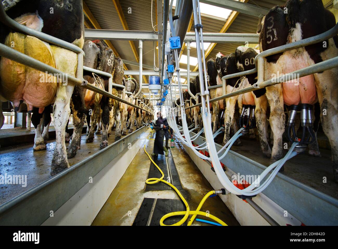 Milking dairy cows in a herringbone parlor, Conwall, UK Stock Photo