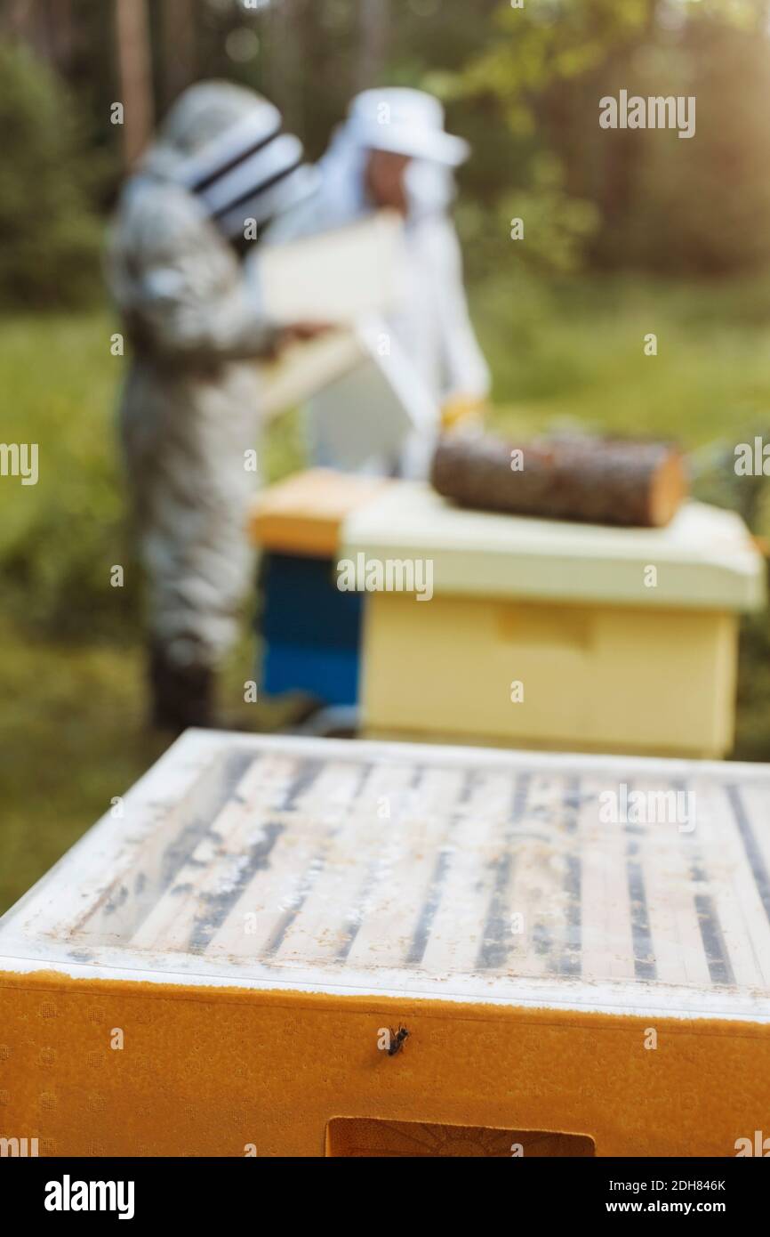 Beehives on field with beekeepers working in background Stock Photo