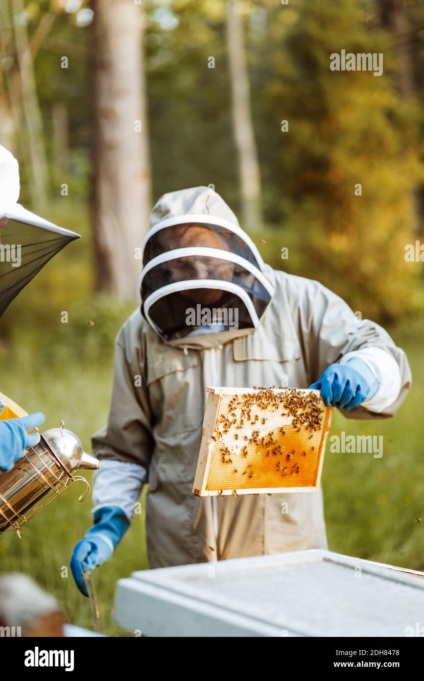 Beekeeper holding honeycomb on field Stock Photo