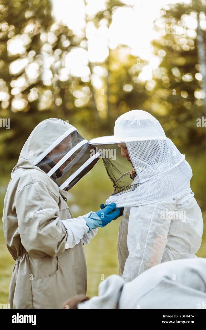 Senior beekeeper assisting colleague in wearing headwear at field Stock ...