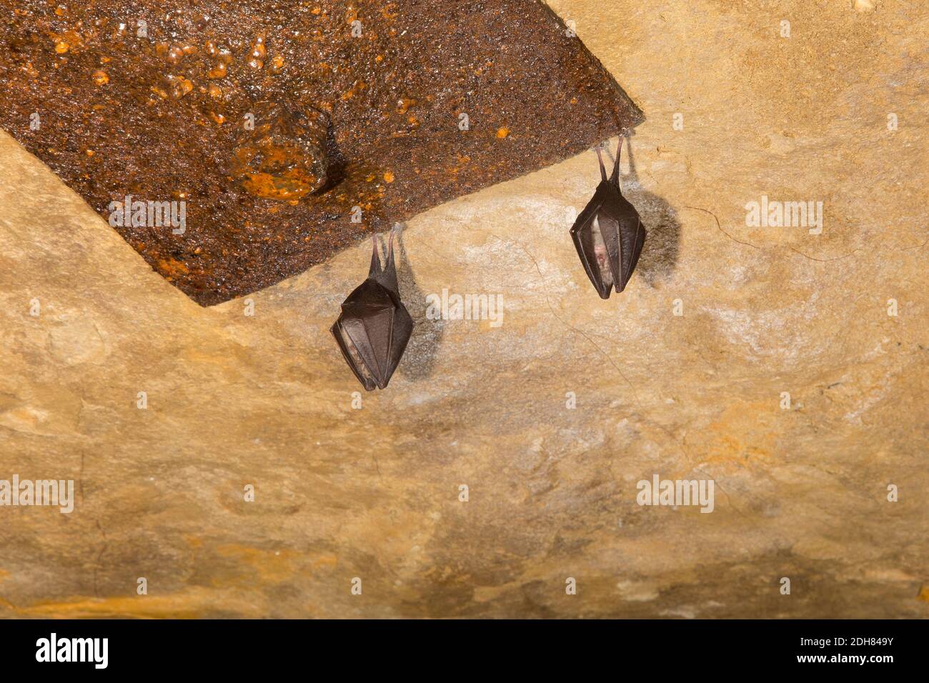Lesser horseshoe bat (Rhinolophus hipposideros), two lesser horseshoe bats hibernate at a cave, France Stock Photo