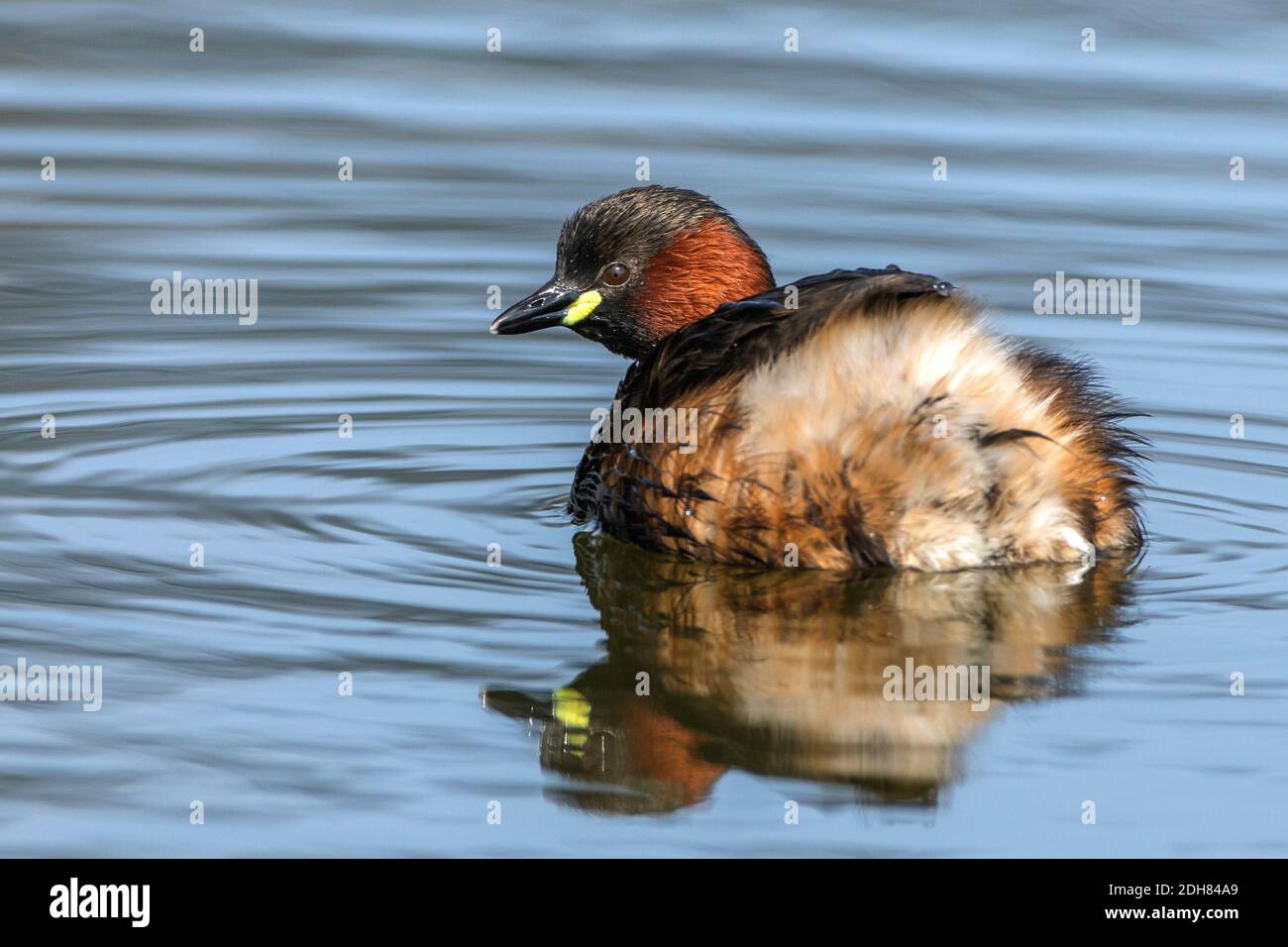 Zwergtaucher (Tachybaptus ruficollis) Stock Photo