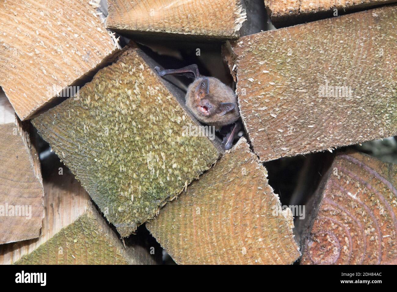 Nathusius' pipistrelle (Pipistrellus nathusii), hibernates between timber beams, Netherlands Stock Photo