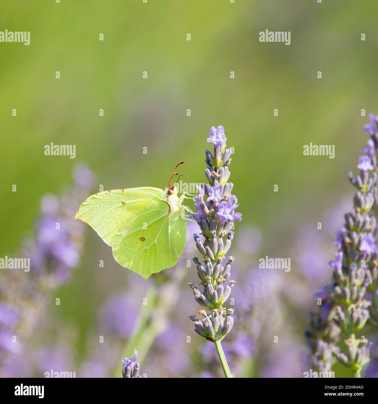 brimstone (Gonepteryx rhamni), sucking nectar at lavender, side view, France Stock Photo