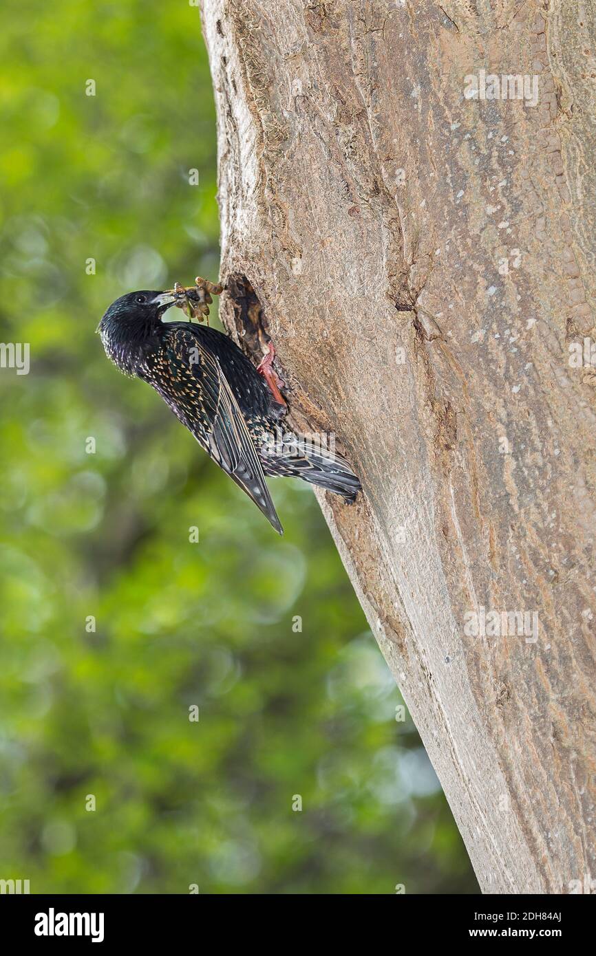 common starling (Sturnus vulgaris), with prey at nest, Netherlands Stock Photo