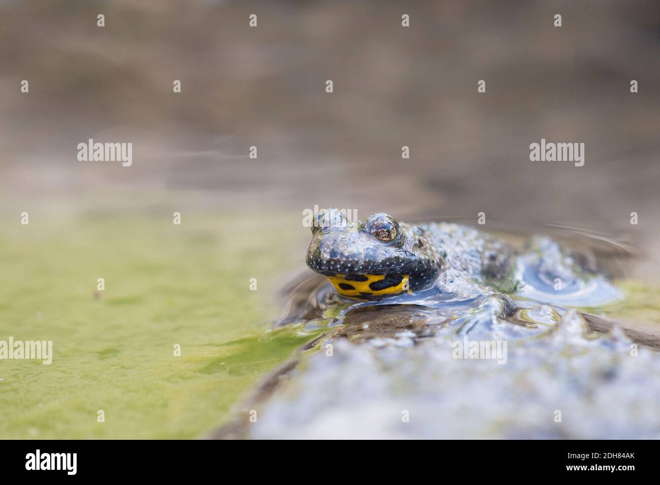 yellow-bellied toad, yellowbelly toad, variegated fire-toad (Bombina variegata), sits in shallow water, Germany Stock Photo