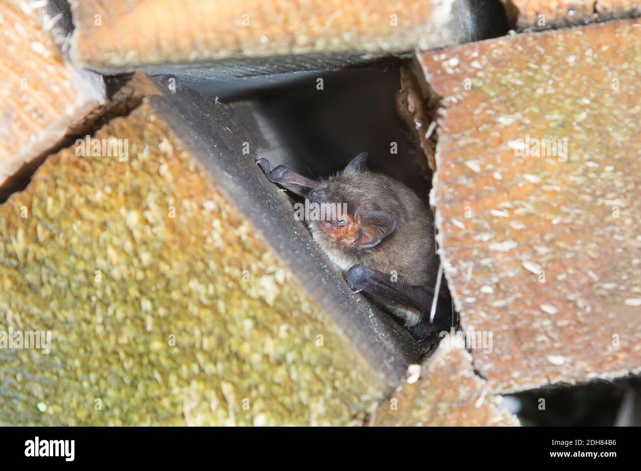 Nathusius' pipistrelle (Pipistrellus nathusii), hibernates between timber beams, Netherlands Stock Photo