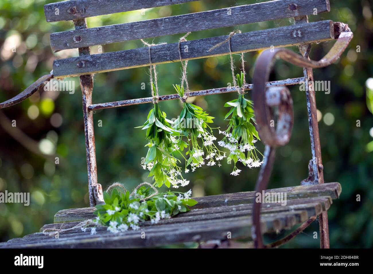 sweet woodruff (Galium odoratum), sweet woodruff is dried, Germany