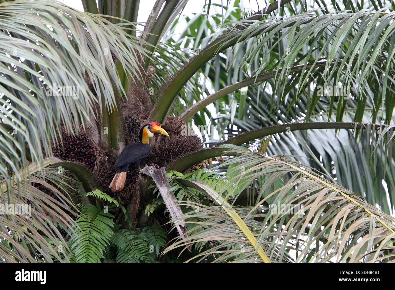 wrinkled hornbill, Sunda wrinkled hornbill (Aceros corrugatus, Rhabdotorrhinus corrugatus), perched in palm tree, Malaysia, Borneo, Sabah Stock Photo