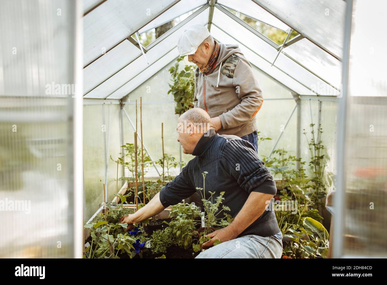 Gay men gardening in small greenhouse Stock Photo