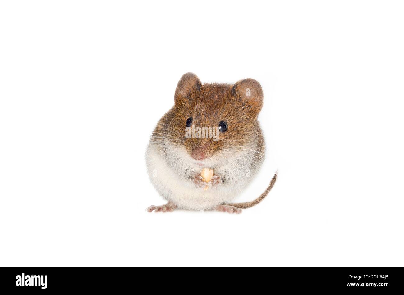 field vole, short-tailed vole (Microtus agrestis), feeding, cut-out, Netherlands Antilles Stock Photo
