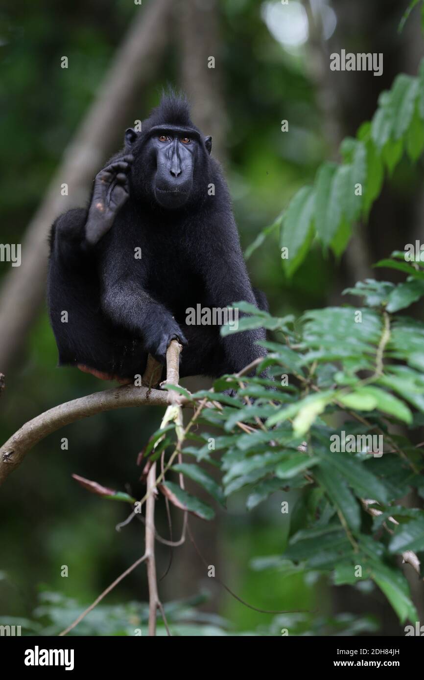 Celebes ape, Celebes black ape, Sulawesi crested macaque, Celebes crested macaque (Macaca nigra, Cynopithecus niger), sits on a branch and scratching Stock Photo