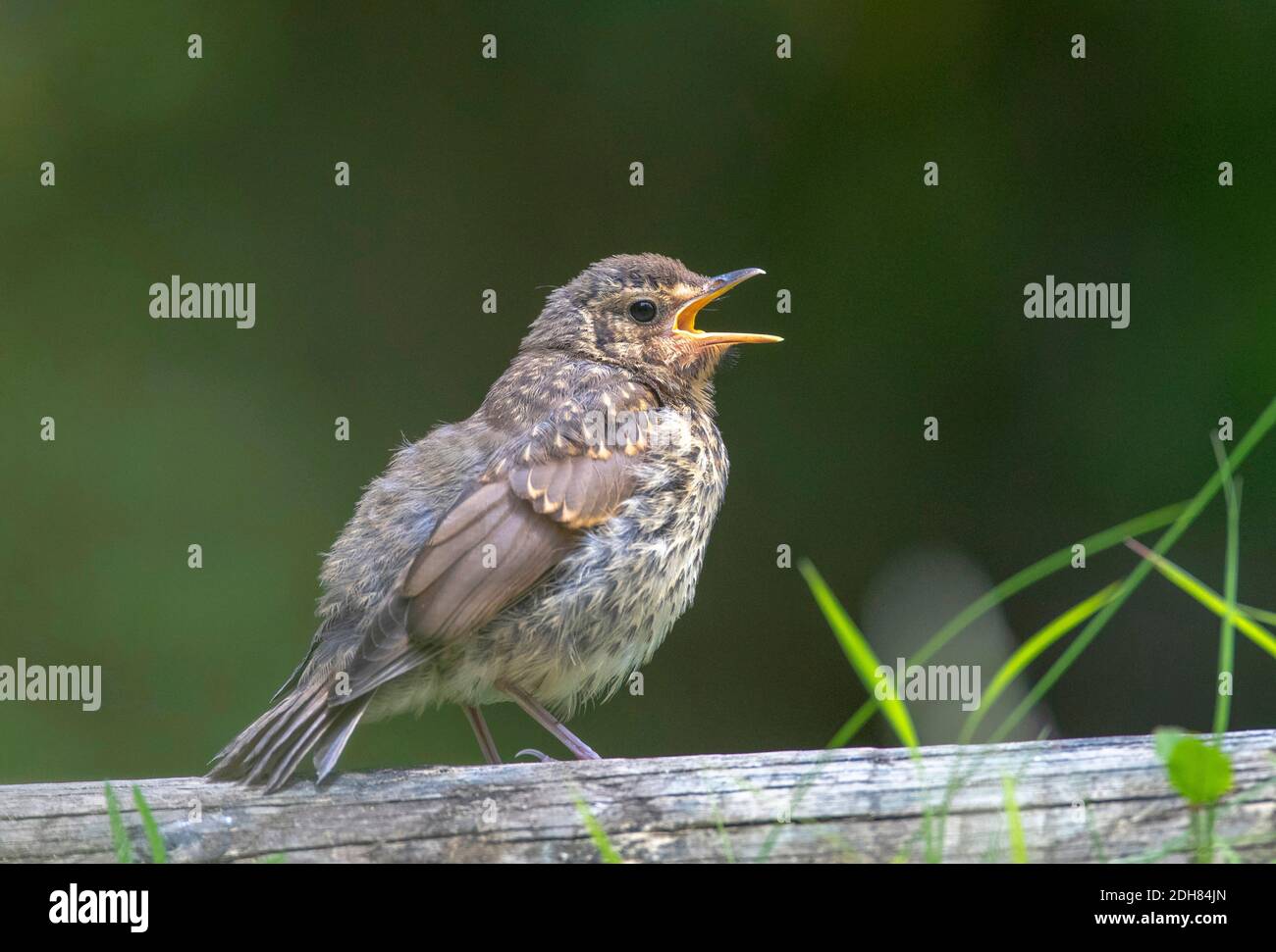 song thrush (Turdus philomelos), Introduced Song Thrush, fledgling calling from a log, New Zealand, Northern Island, Turangi Stock Photo