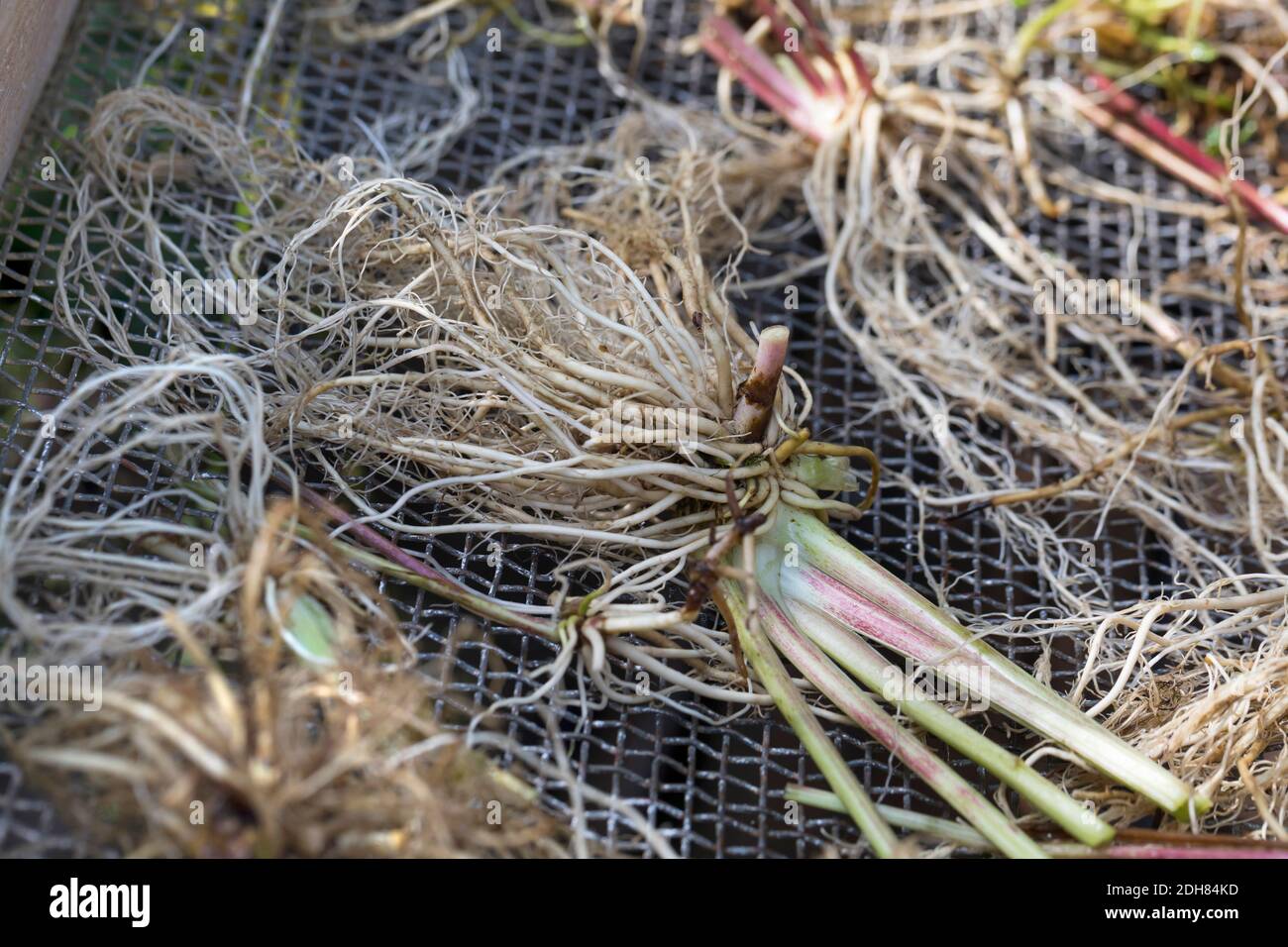 common valerian, all-heal, garden heliotrope, garden valerian (Valeriana officinalis), cleaned valerian roots are dried, Germany Stock Photo