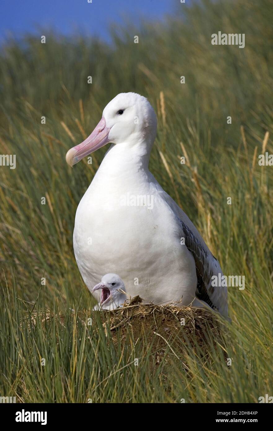 Wandering Albatros, Snowy Albatross (Diomedea exulans), adult with chick in the nest, Suedgeorgien Stock Photo