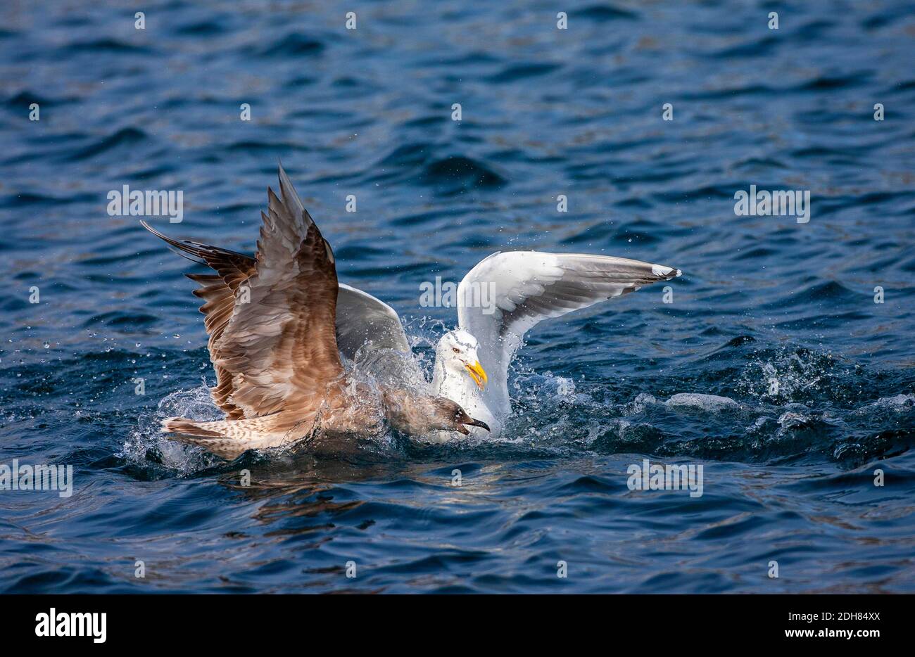 slaty-backed gull (Larus schistisagus), adult fighting for food with an immature gull species, Japan, Hokkaido Stock Photo