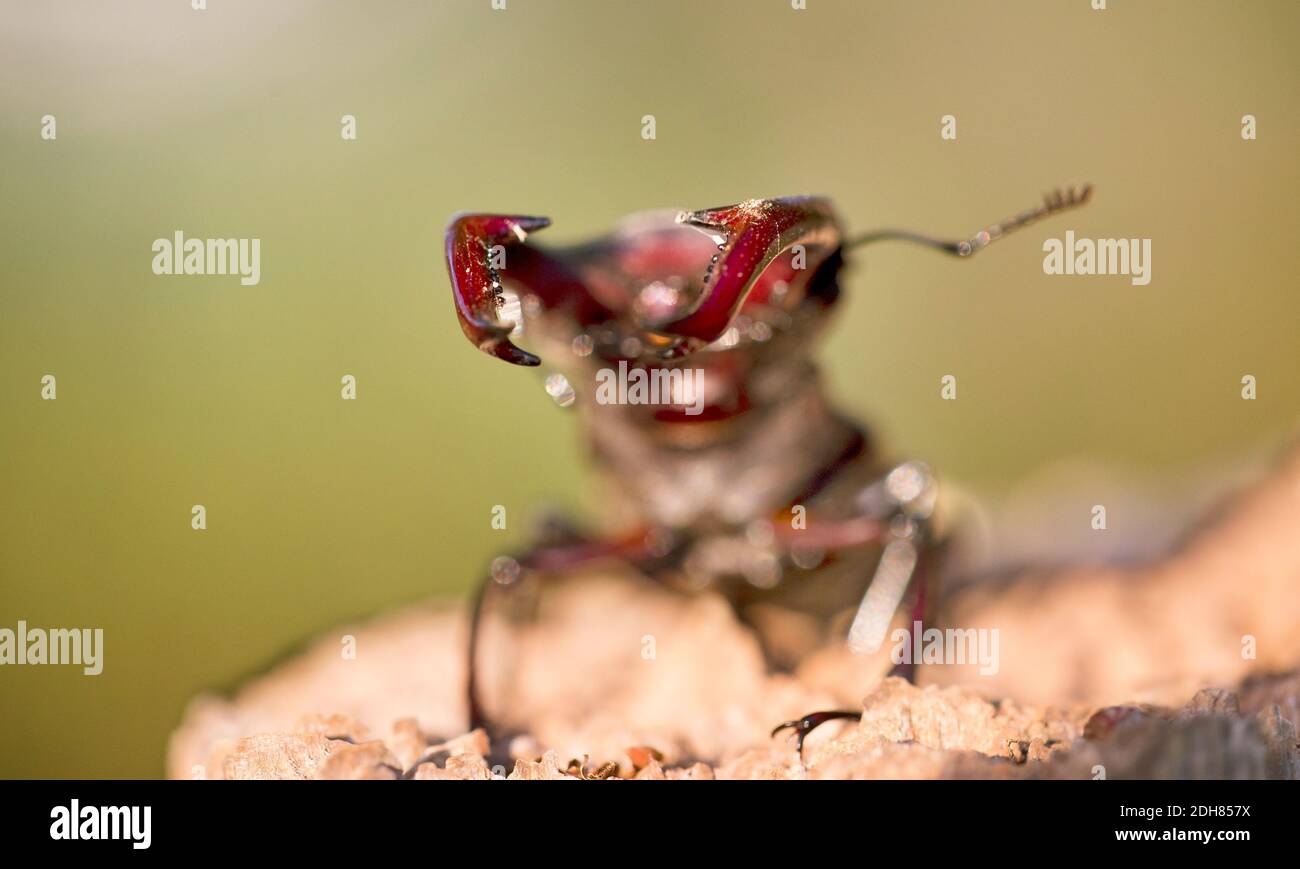 stag beetle, European stag beetle (Lucanus cervus), front view, selective focus, Netherlands Stock Photo