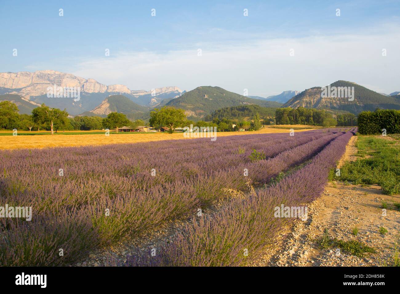 English lavender (Lavandula angustifolia, Lavandula officinalis), Lavender field and farm house in front of mountain scenery, France, Stock Photo
