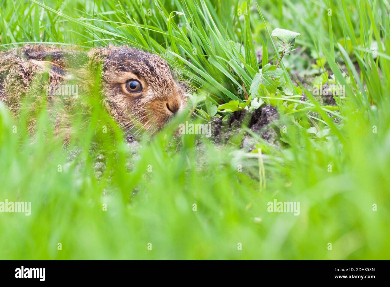 European hare, Brown hare (Lepus europaeus), little hare on grass, side view, Netherlands Stock Photo